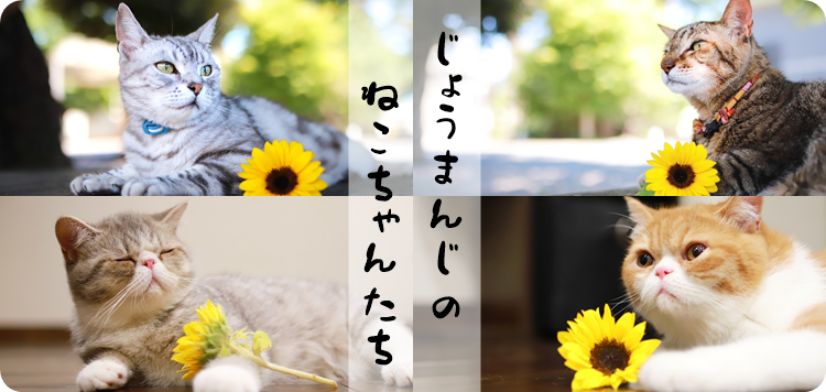 お寺のねこ 乗満寺のねこちゃん
