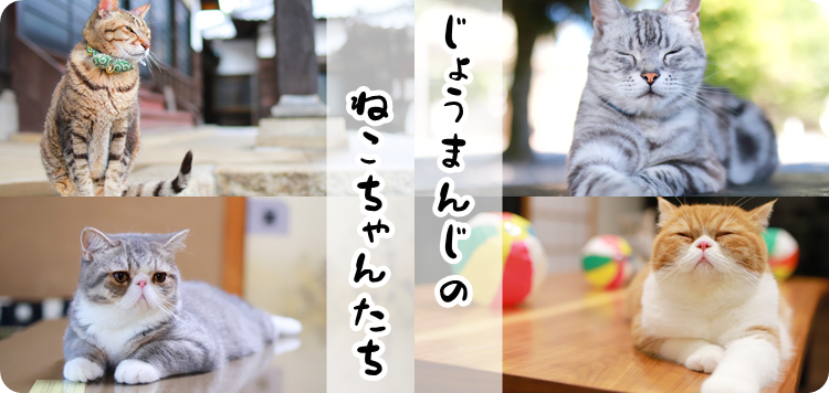 お寺のねこ 乗満寺のねこちゃん